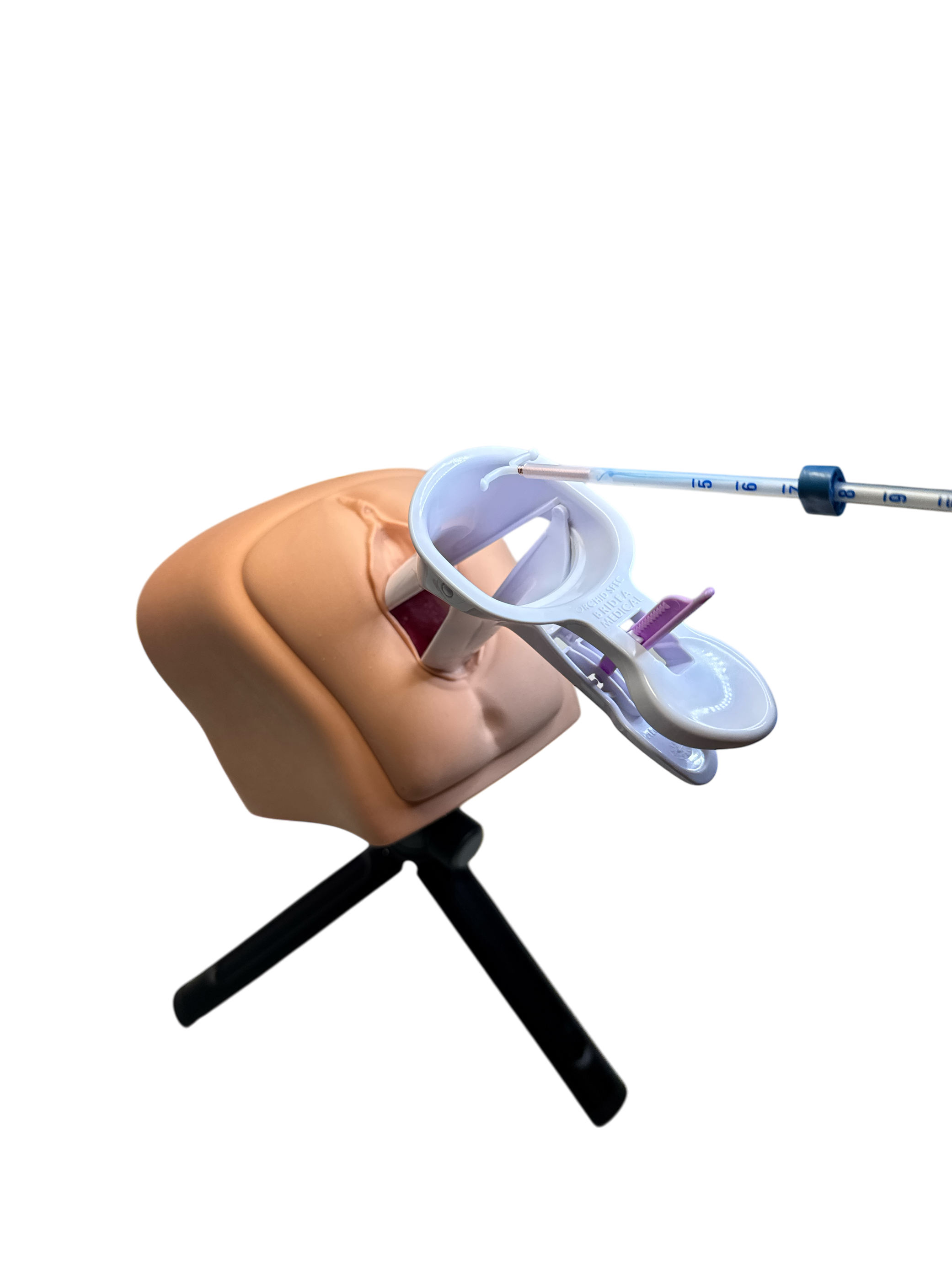 Vagina Cervix Uterus Modell