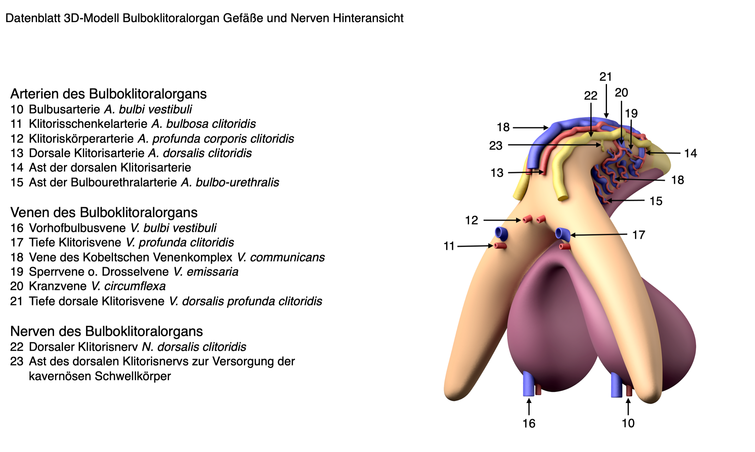 3D-Modell Bulboklitoralorgan  | nach Prof. Dr. D. Haag-Wackernagel