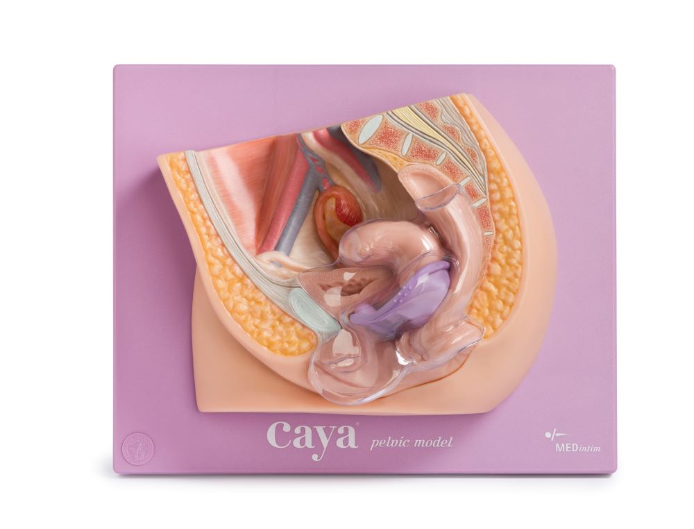 Caya® pelvic Modell