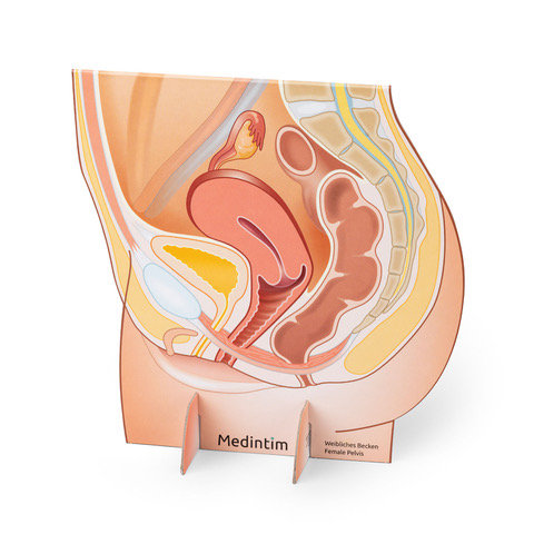 weibliches Becken Pelvic Modell als Tischaufsteller