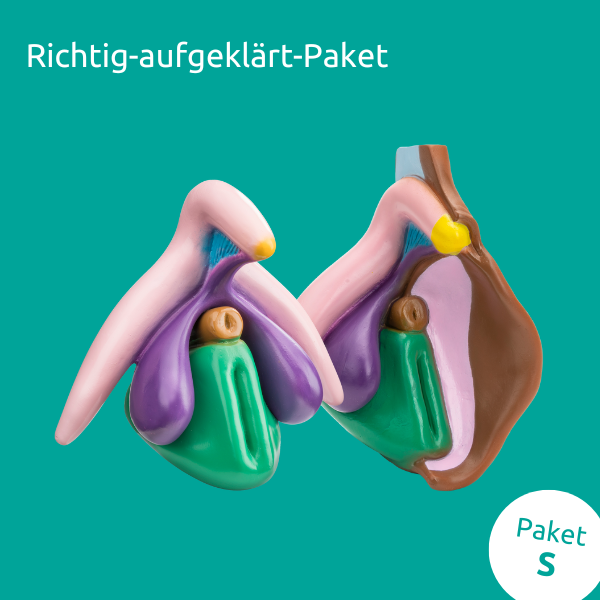 2 Vulva Modelle nebeneinander