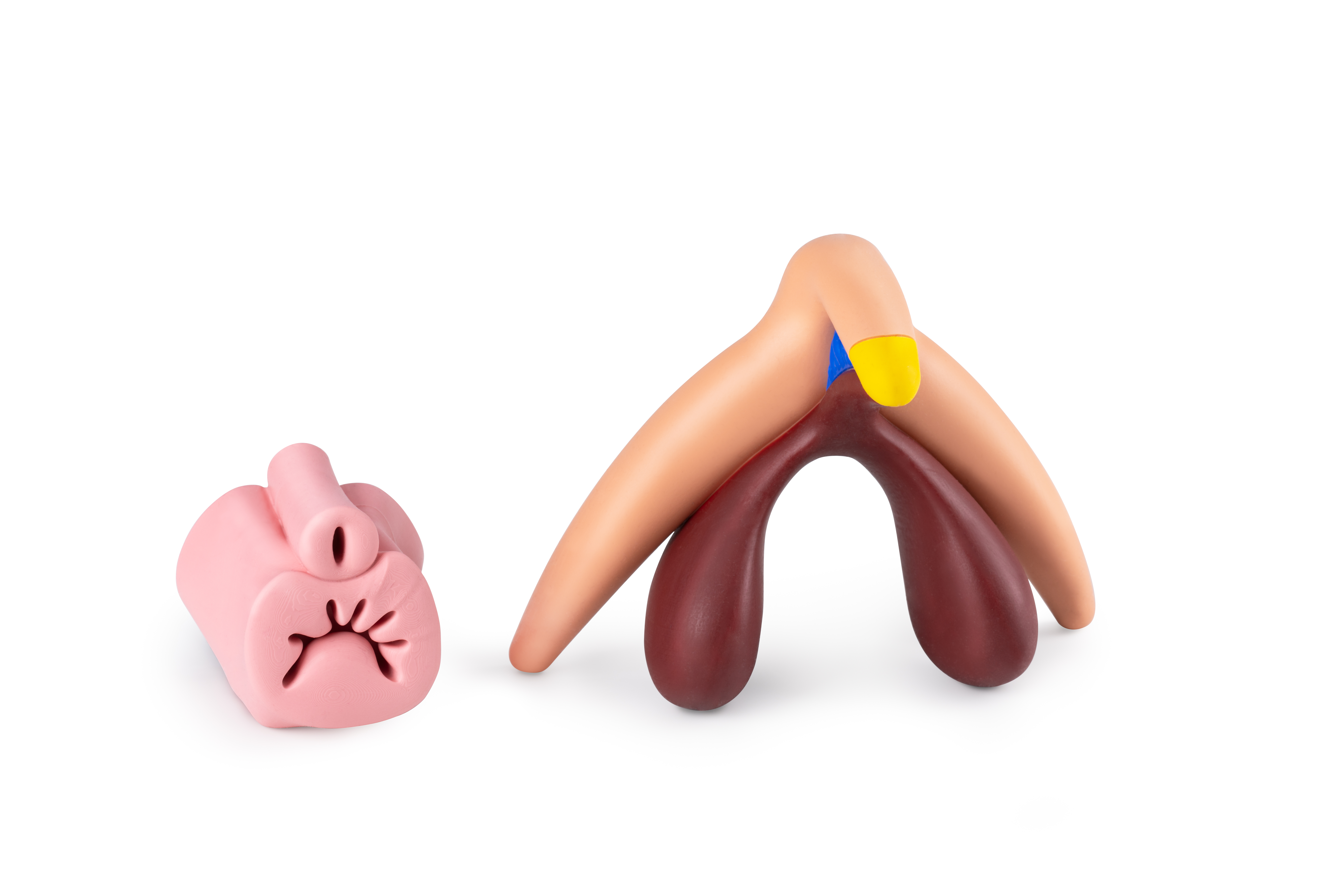 Clitoris Plus 2:1 Modell aufgeteilt