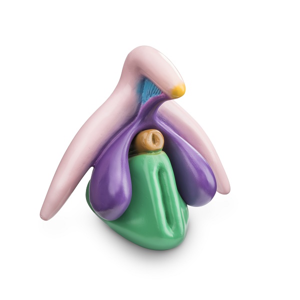 Clitoris Plus Modell | nach Prof. Dr. D. Haag-Wackernagel