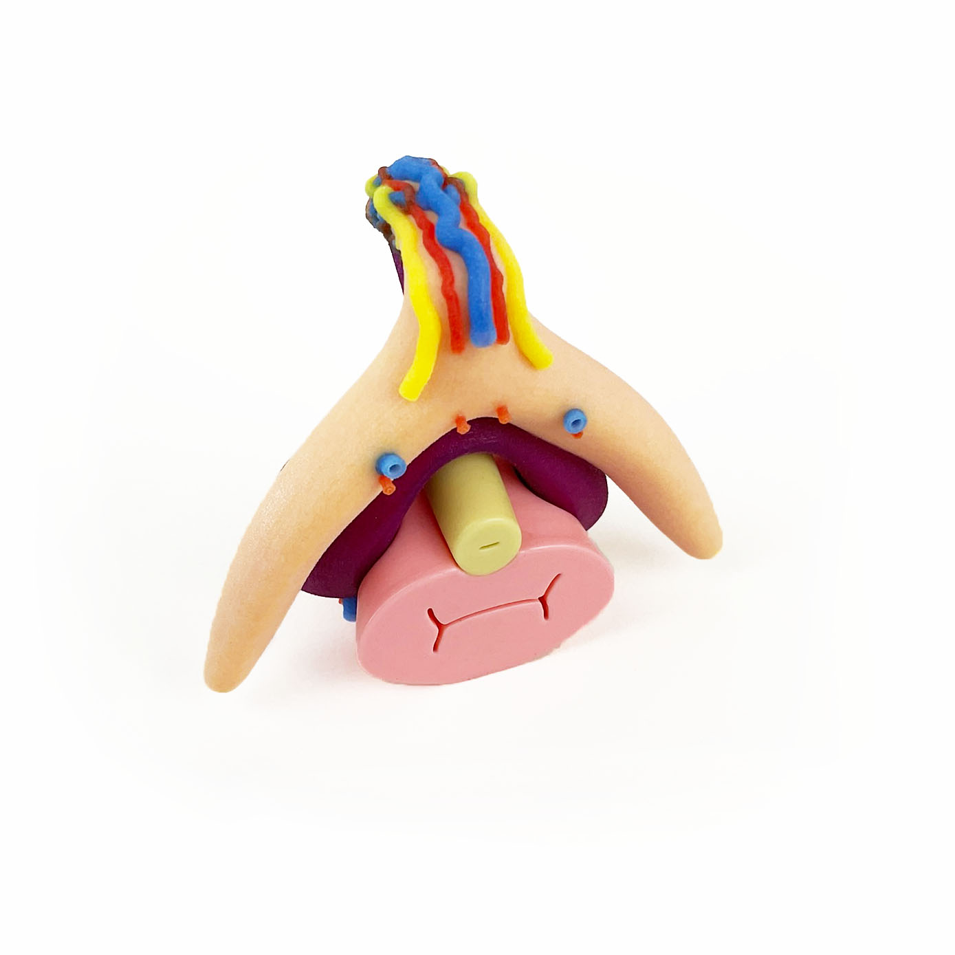 3D-Modell Bulboklitoralorgan | nach Prof. Dr. D. Haag-Wackernagel