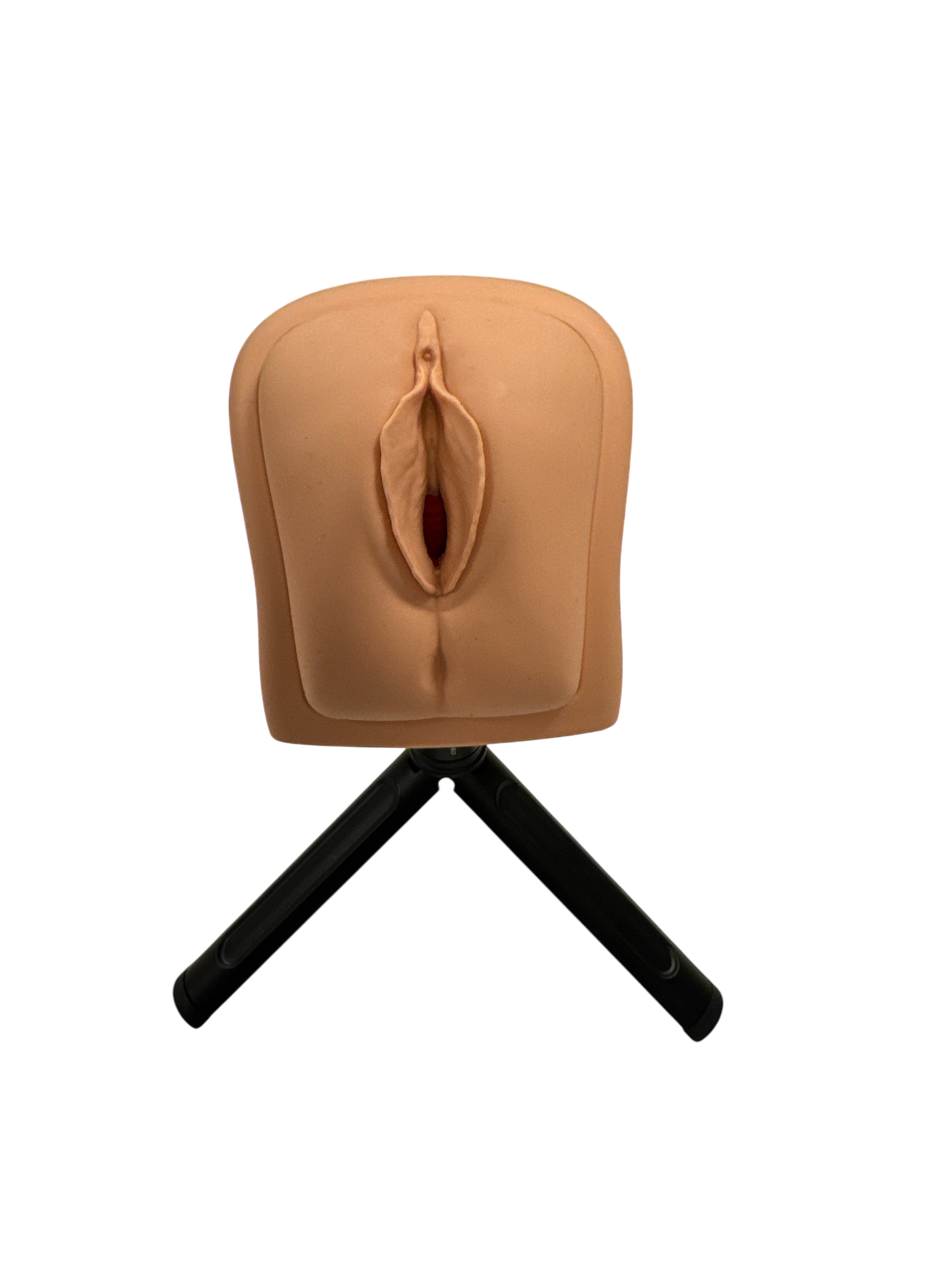Vagina Cervix Uterus Modell